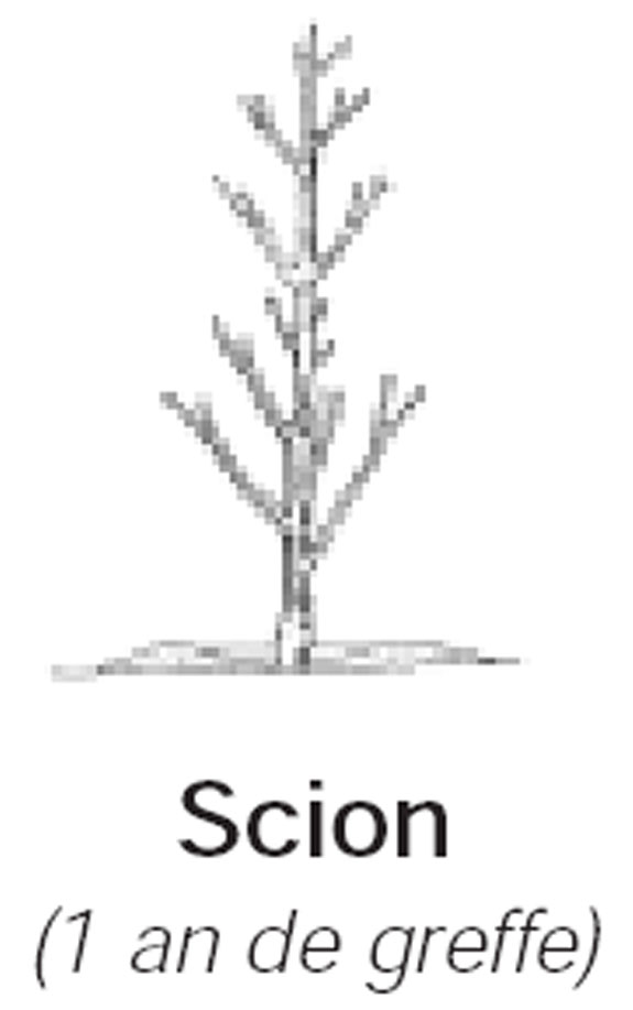 Pêcher variété SOUTHLAND